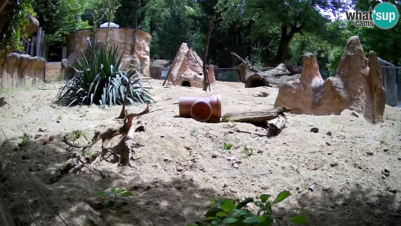 Zoo Ljubljana – Meerkat (Suricata)