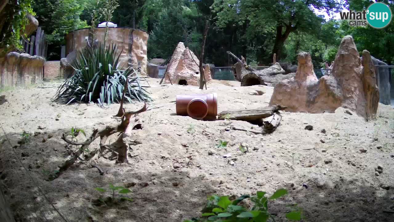 Zoo Ljubljana – Meerkat (Suricata)