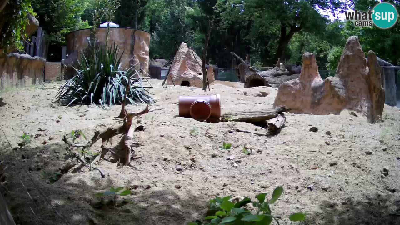 Web kamera Zoo Ljubljana – Merkat