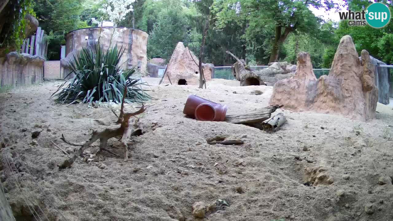 Live cam Zoo Ljubljana – Erdmännchen