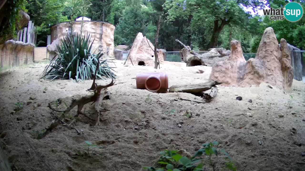 Webcam live Zoo Ljubljana – Suricata