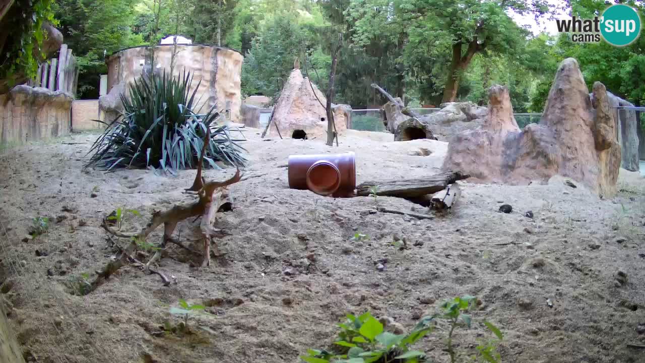 Web kamera Zoo Ljubljana – Merkat