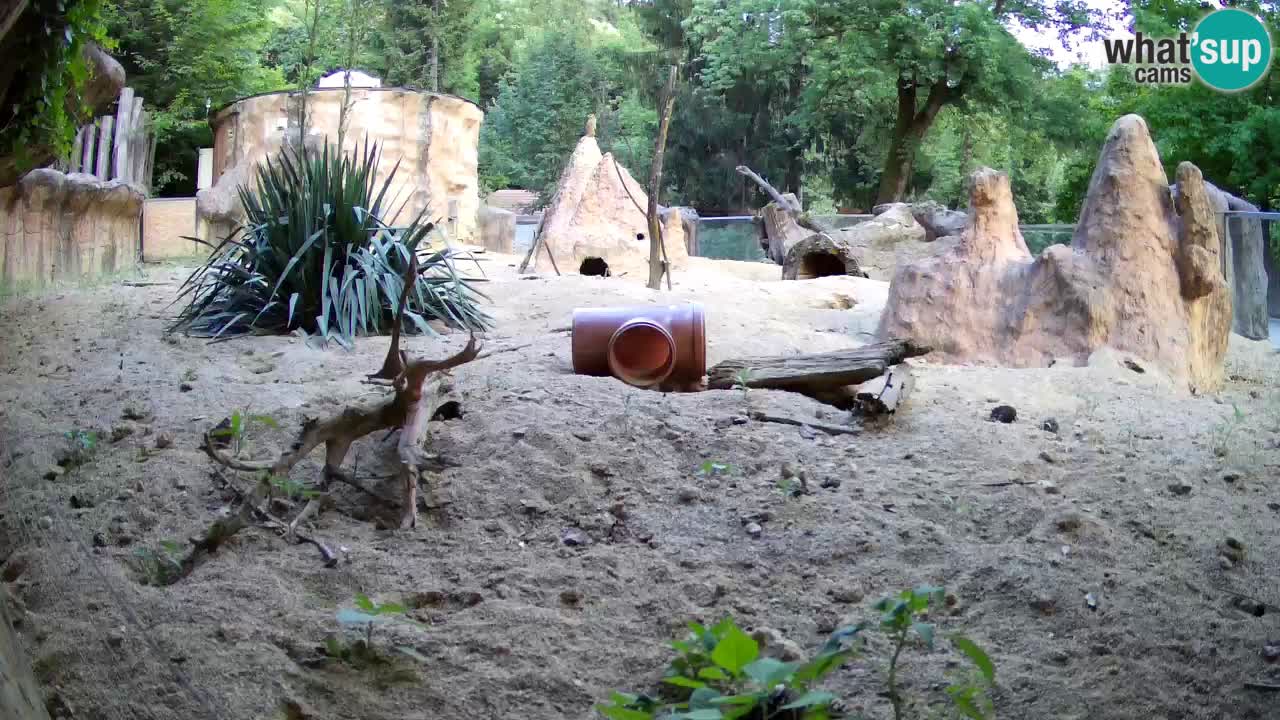 Web kamera Zoo Ljubljana – Merkat