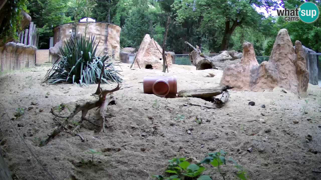 Webcam live Zoo Ljubljana – Suricata