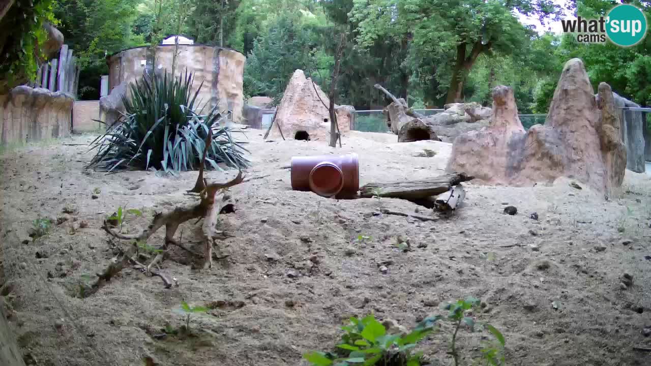 Web kamera Zoo Ljubljana – Merkat