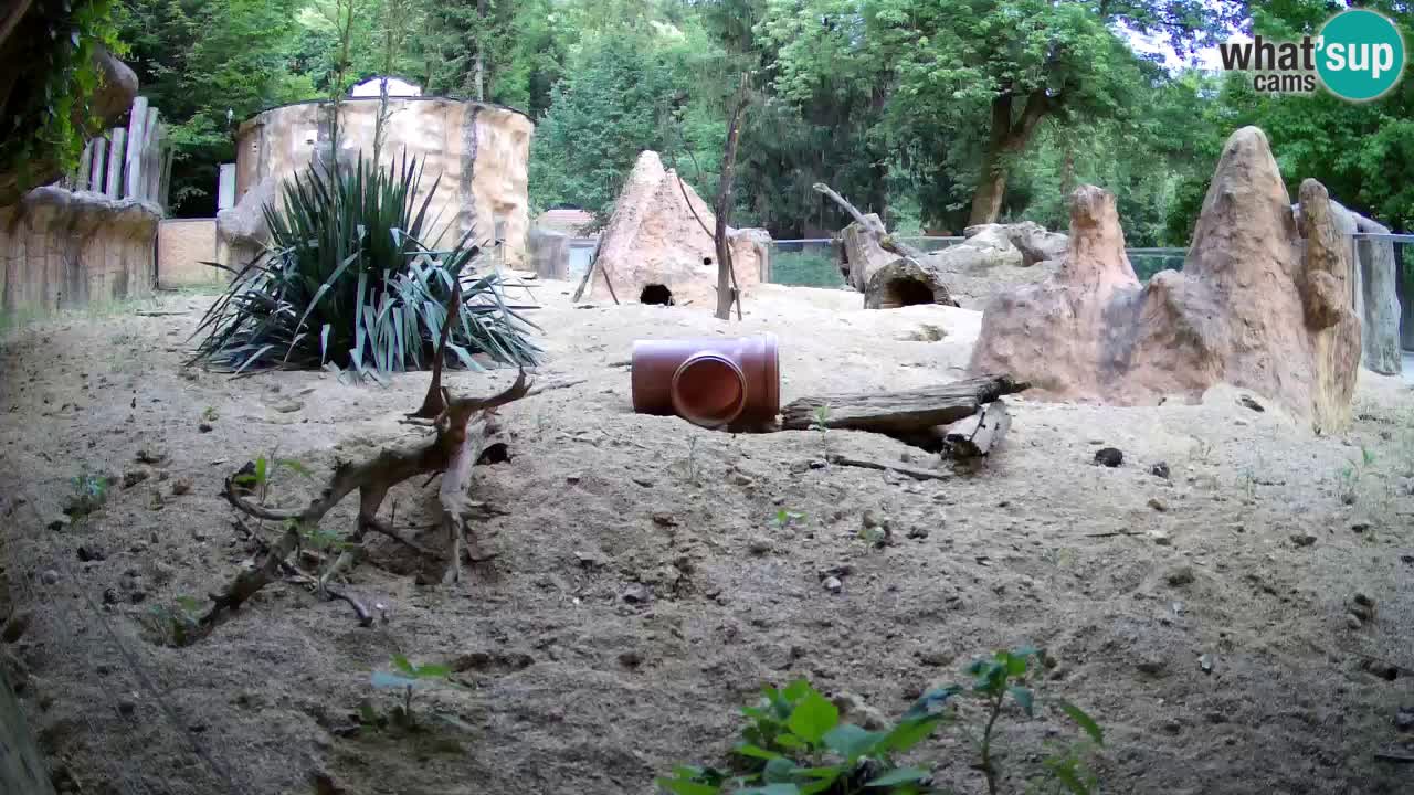 Live cam Zoo Ljubljana – Erdmännchen