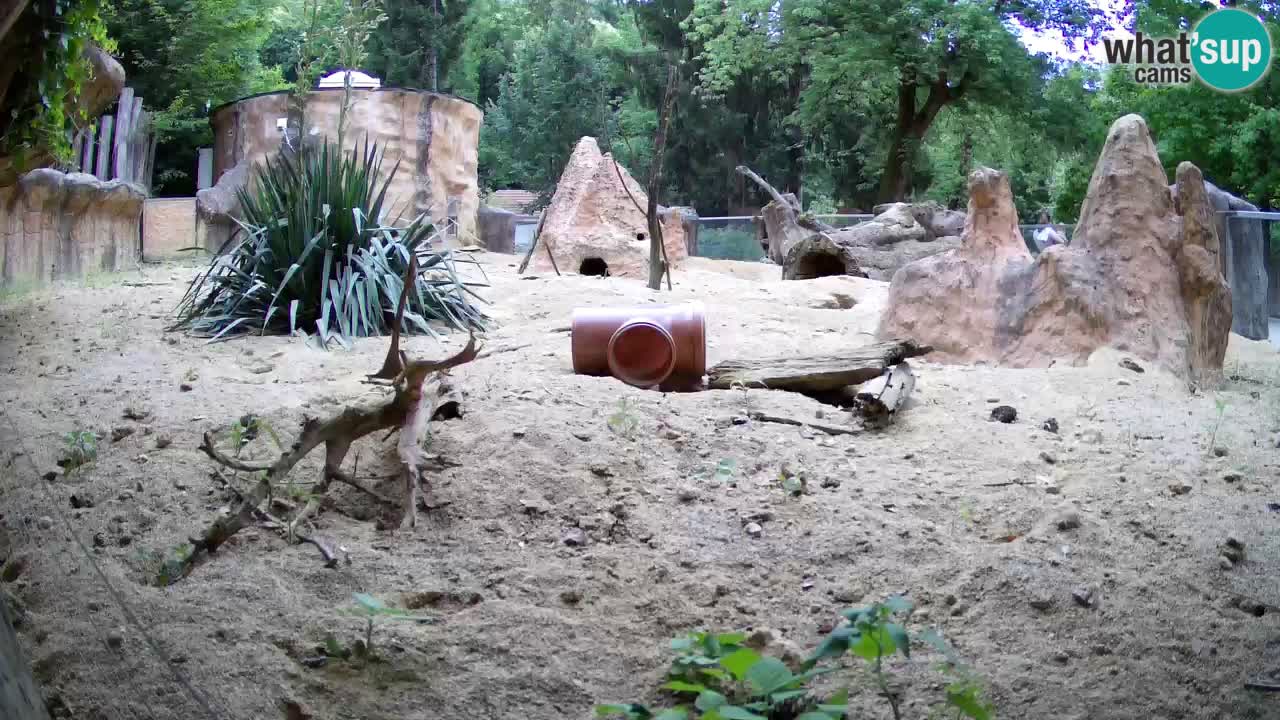 Zoo Ljubljana – Meerkat (Suricata)