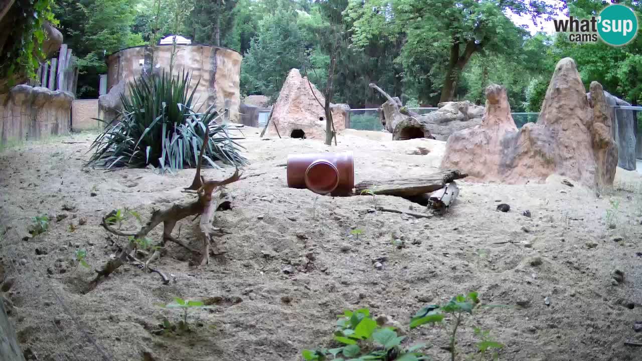 Live cam Zoo Ljubljana – Erdmännchen