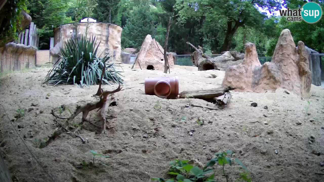 Web kamera Zoo Ljubljana – Merkat