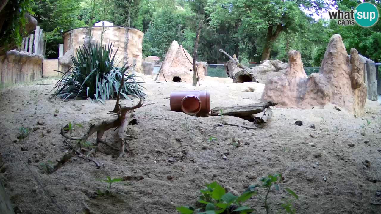 Webcam Zoo Ljubljana – Suricate