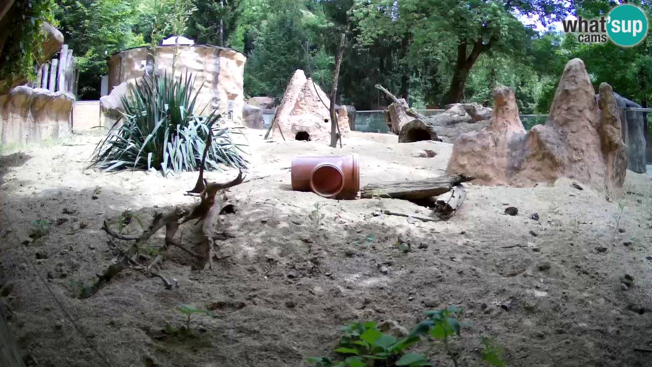 Zoo Ljubljana – Meerkat (Suricata)