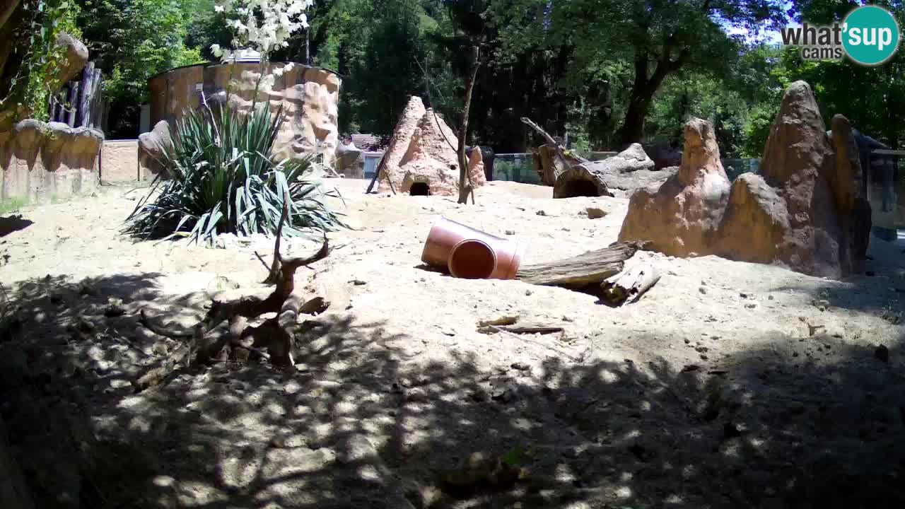Webcam Zoo Ljubljana – Suricate