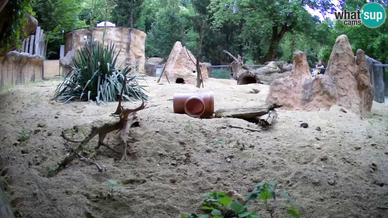 Live cam Zoo Ljubljana – Erdmännchen