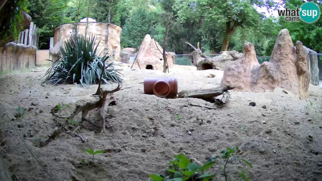 Zoo Ljubljana – Meerkat (Suricata)