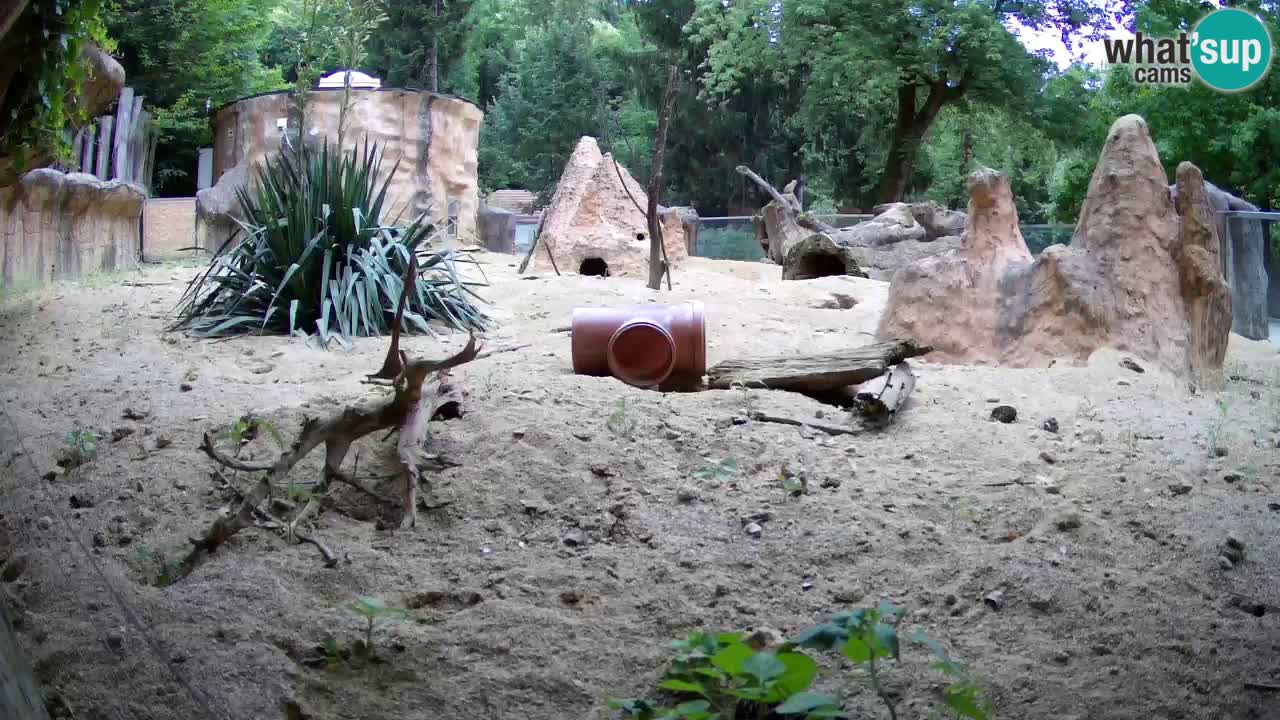 Zoo Ljubljana – Meerkat (Suricata)