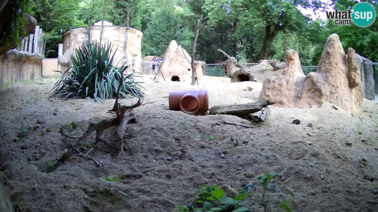 Web kamera Zoo Ljubljana – Merkat