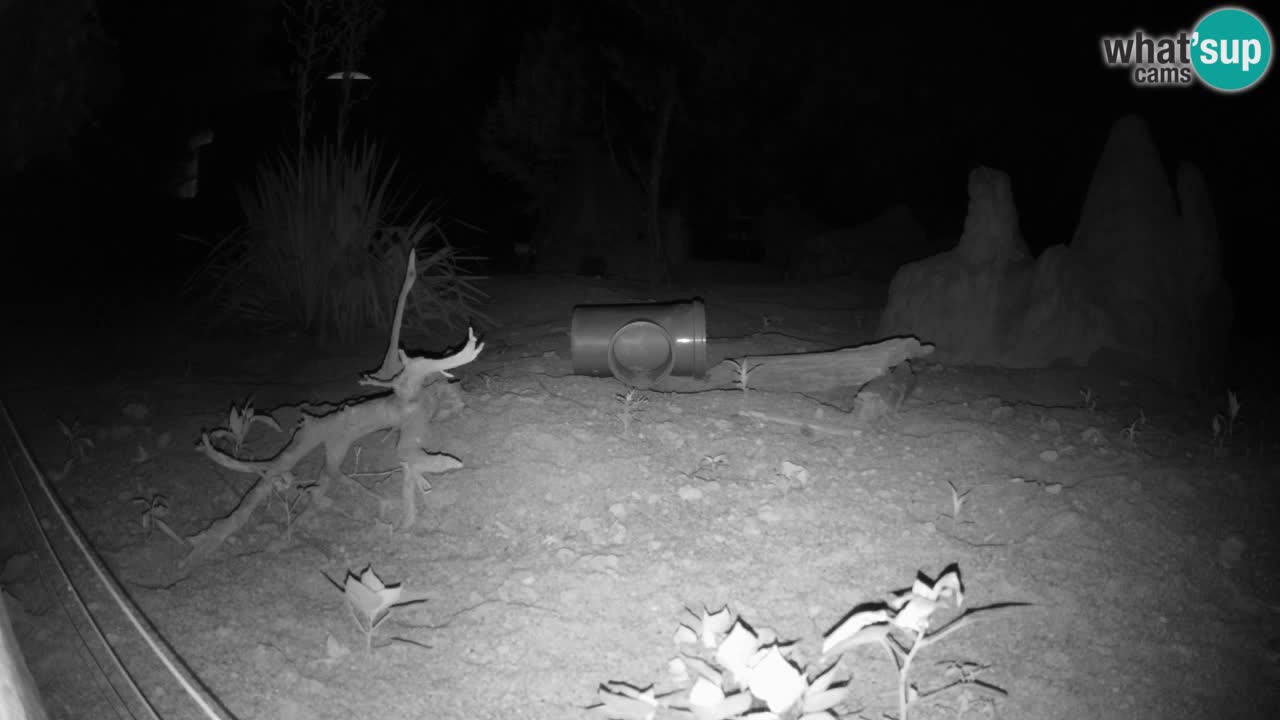 Webcam Zoo Ljubljana – Suricate