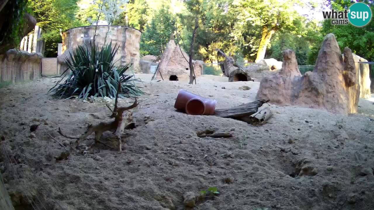 Zoo Ljubljana – Live webcam Meerkat (Suricata)