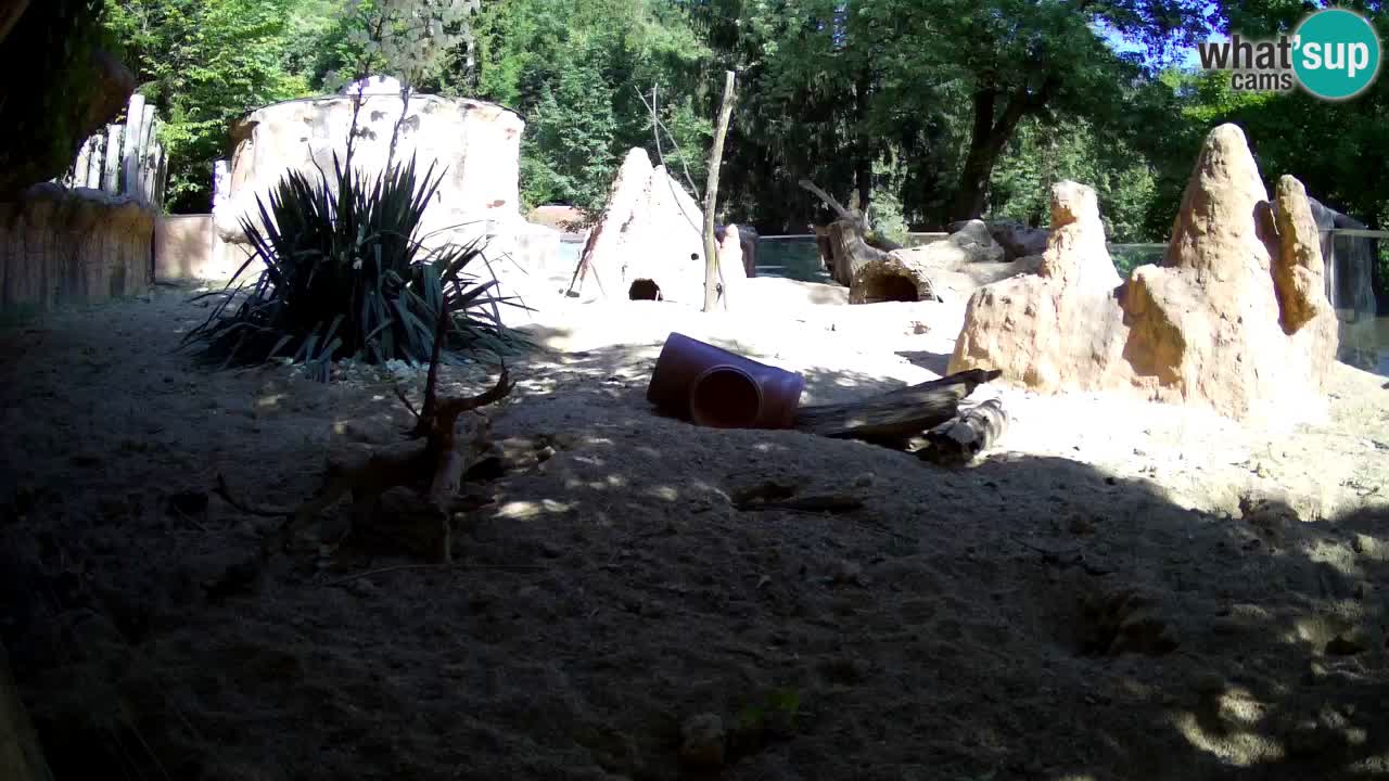 Zoo Ljubljana – Live webcam Meerkat (Suricata)