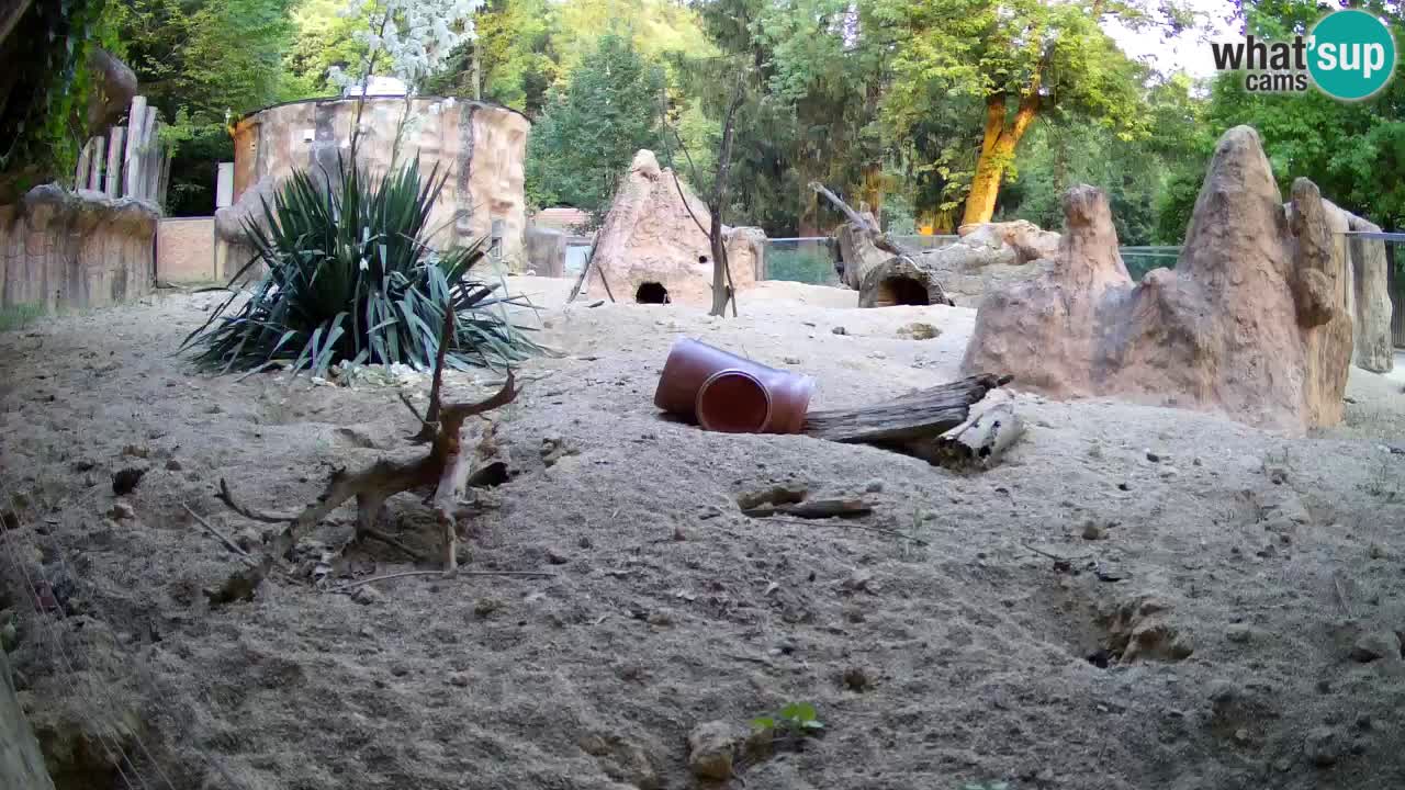 Web kamera Zoo Ljubljana – Merkat