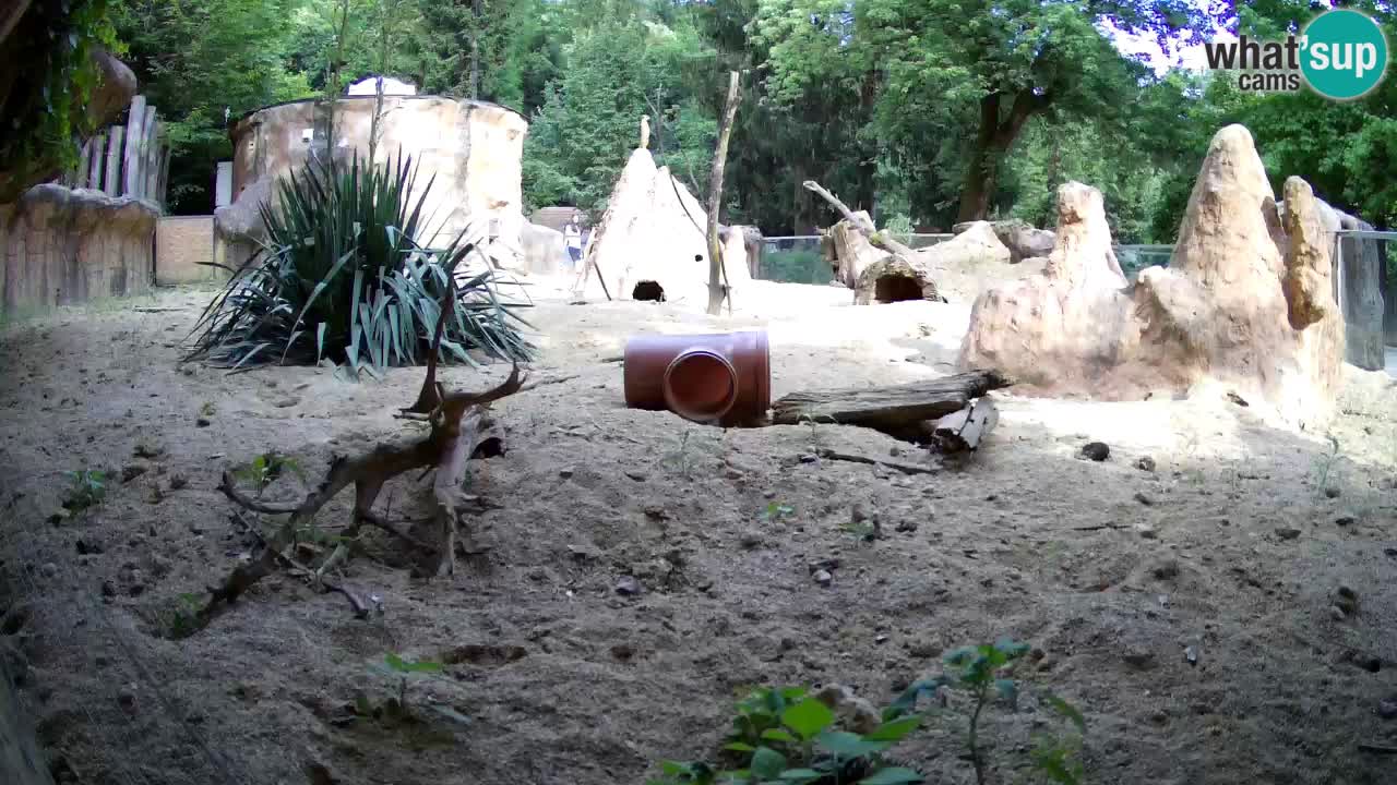 Webcam Zoo Ljubljana – Suricate