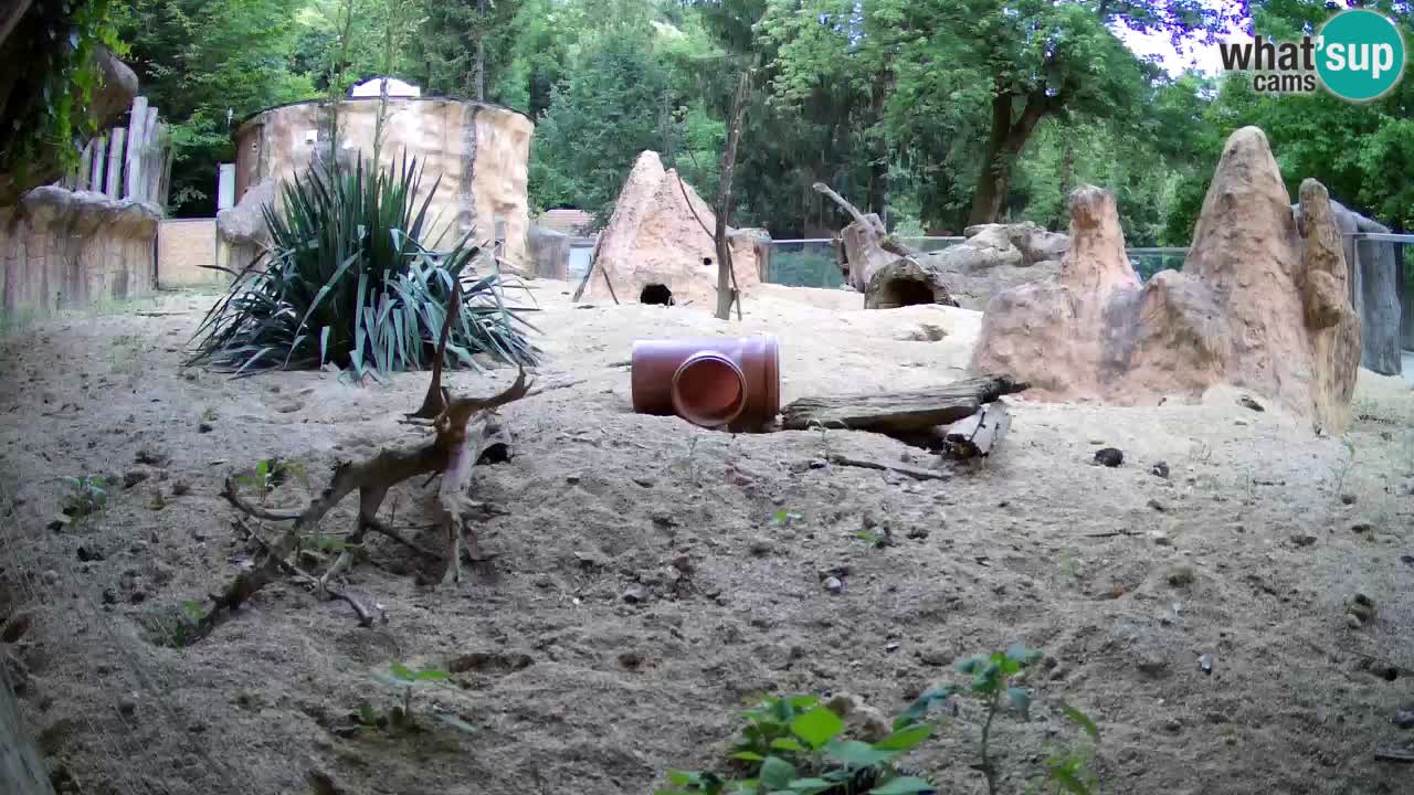Zoo Ljubljana – Meerkat (Suricata)