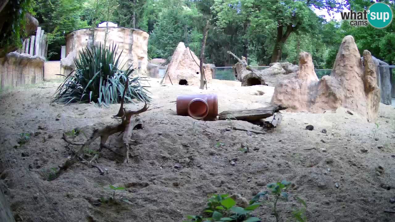 Web kamera Zoo Ljubljana – Merkat