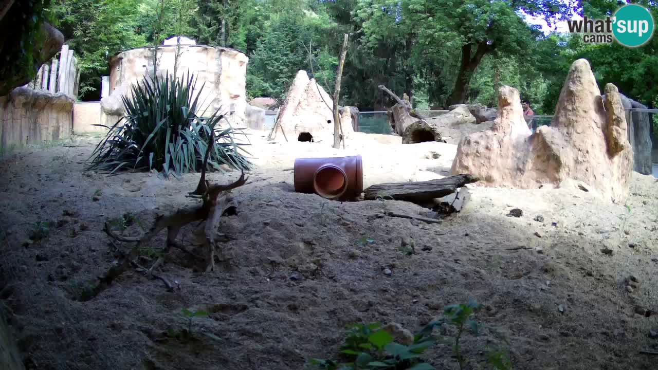 Webcam Zoo Ljubljana – Suricate