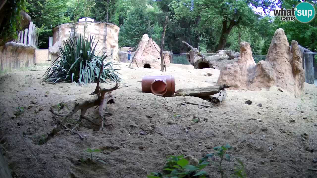 Webcam Zoo Ljubljana – Suricate