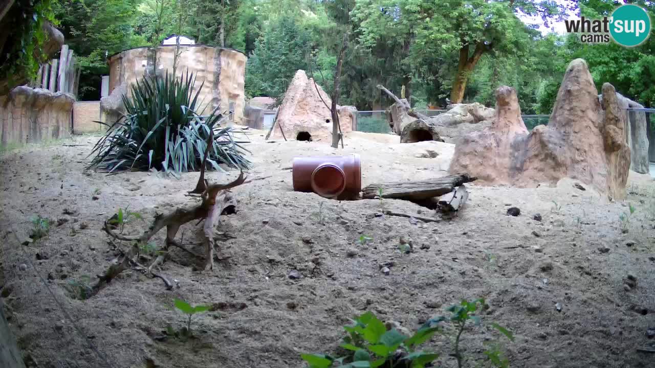 Webcam live Zoo Ljubljana – Suricata