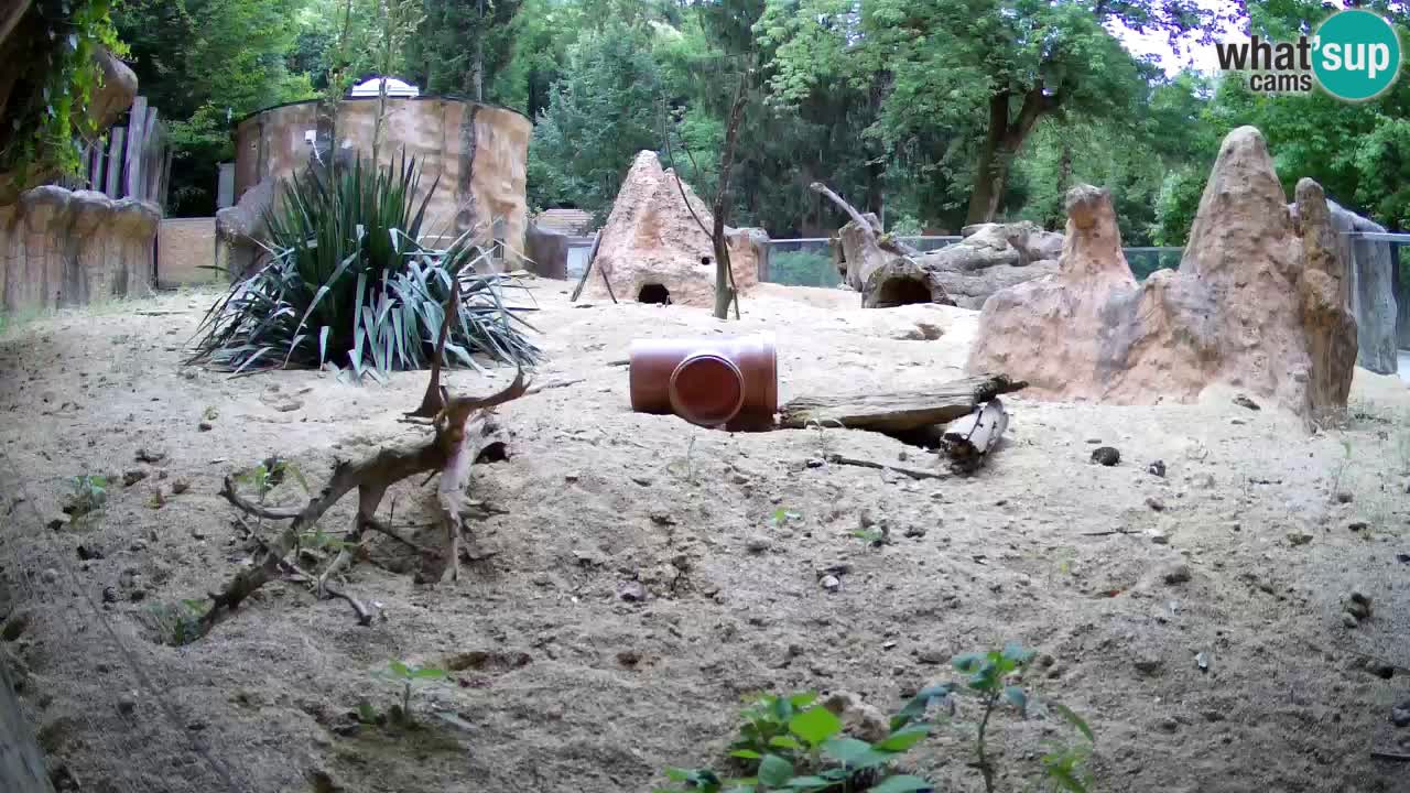 Web kamera Zoo Ljubljana – Merkat
