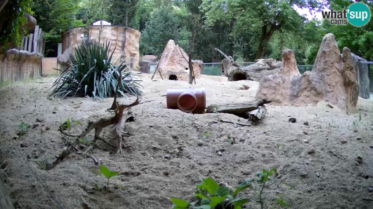 Zoo Ljubljana – Meerkat (Suricata)