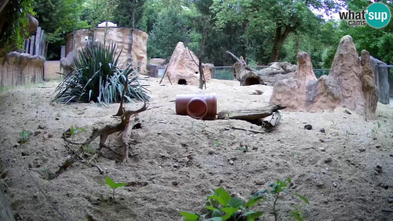 Webcam Zoo Ljubljana – Suricate