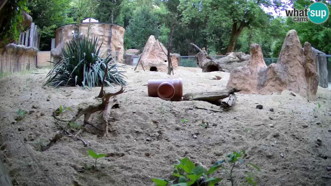 Zoo Ljubljana – Meerkat (Suricata)