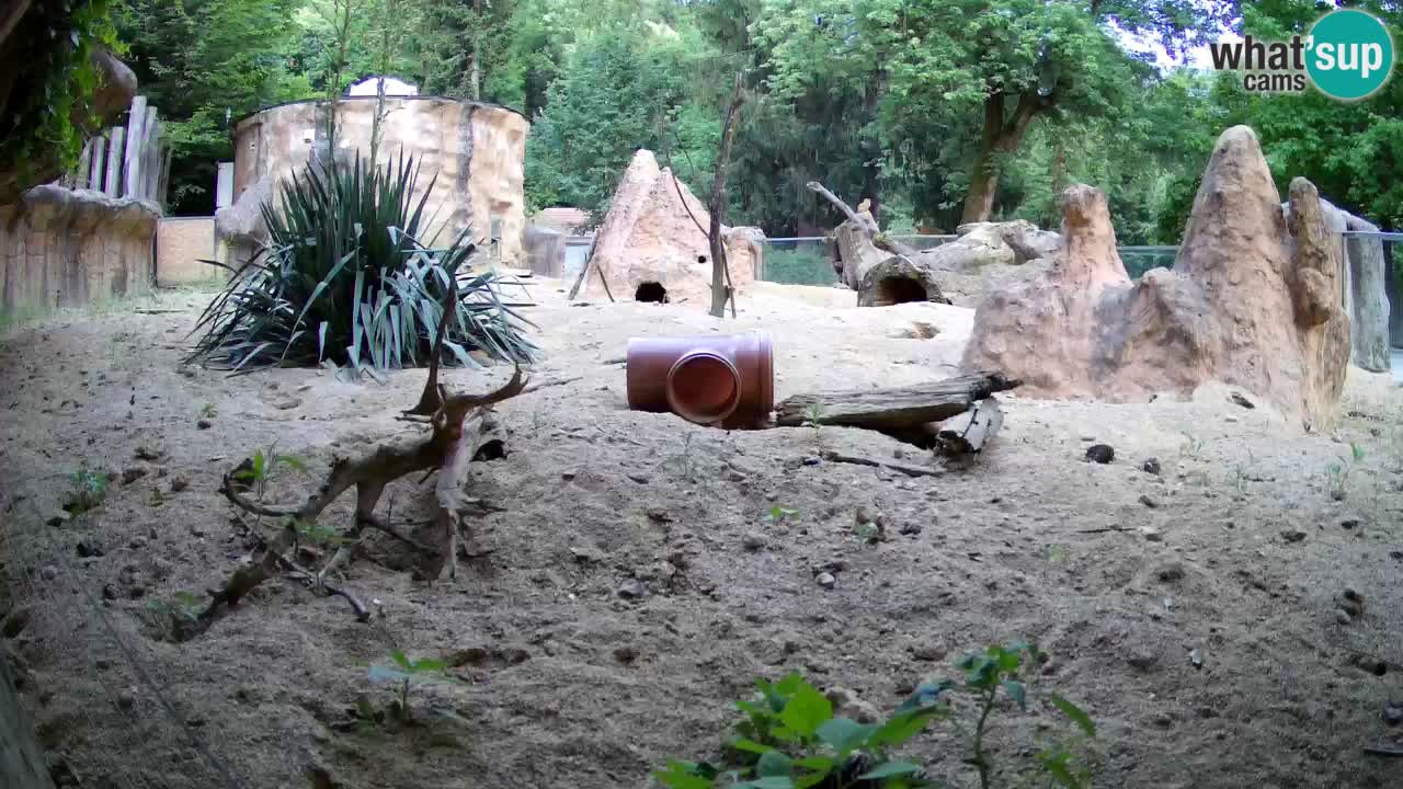 Zoo Ljubljana – Meerkat (Suricata)