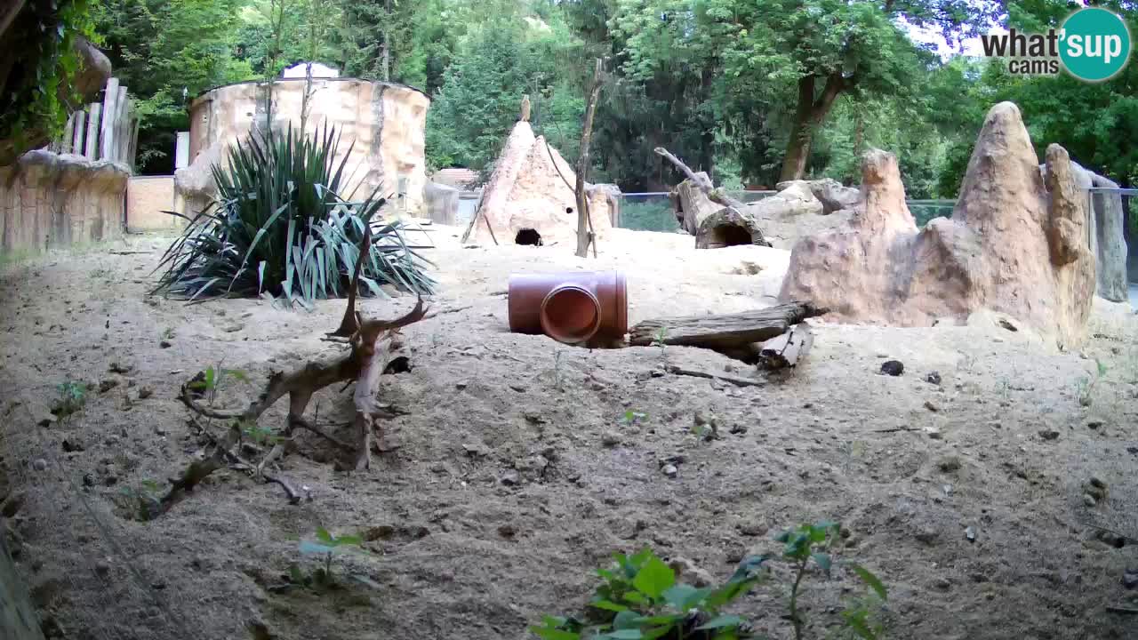 Webcam live Zoo Ljubljana – Suricata