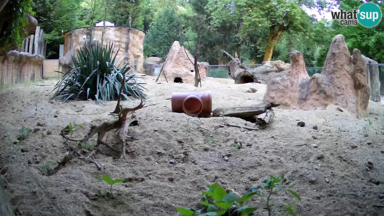 Webcam live Zoo Ljubljana – Suricata