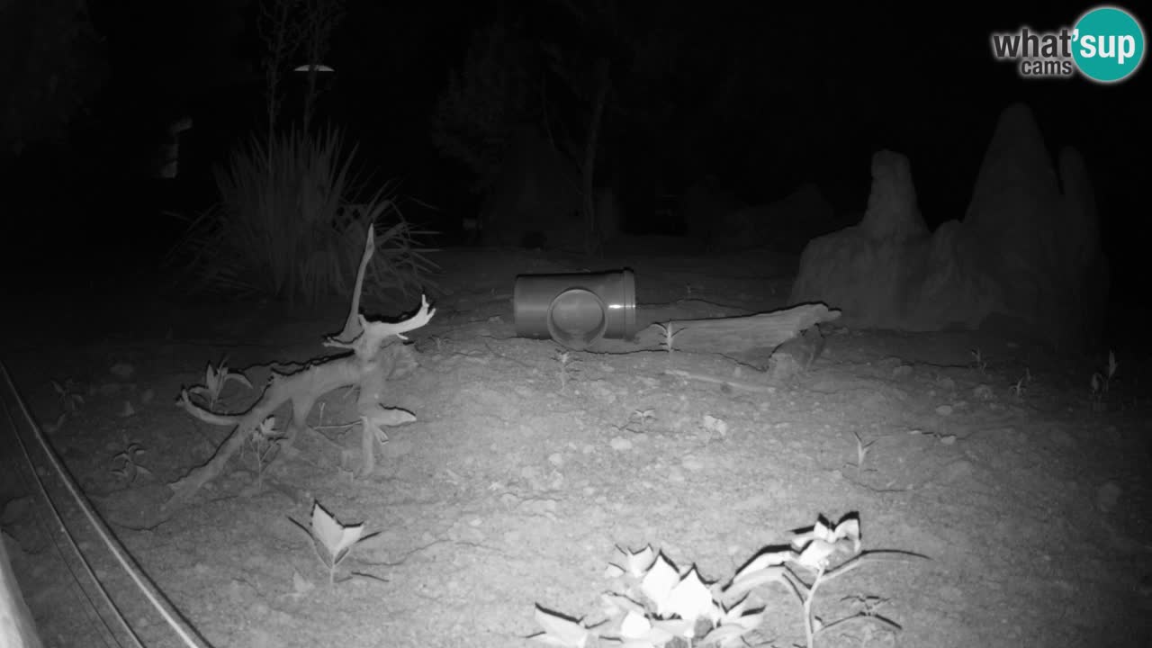 Webcam live Zoo Ljubljana – Suricata