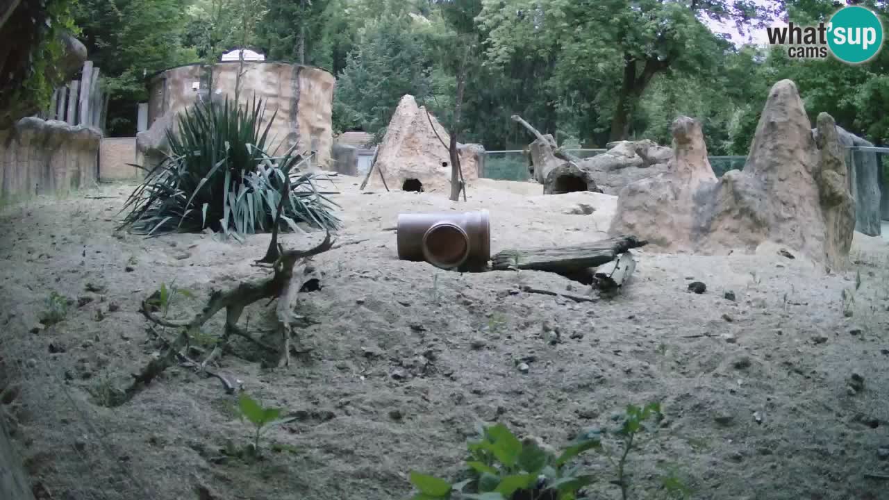 Webcam live Zoo Ljubljana – Suricata