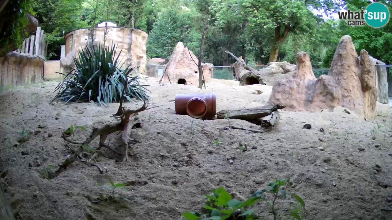 Webcam live Zoo Ljubljana – Suricata