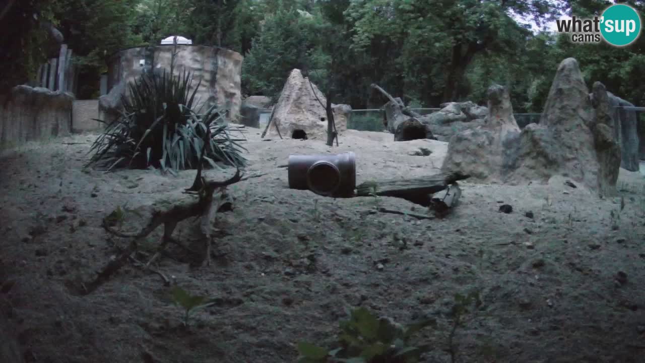 Zoo Ljubljana – Meerkat (Suricata)