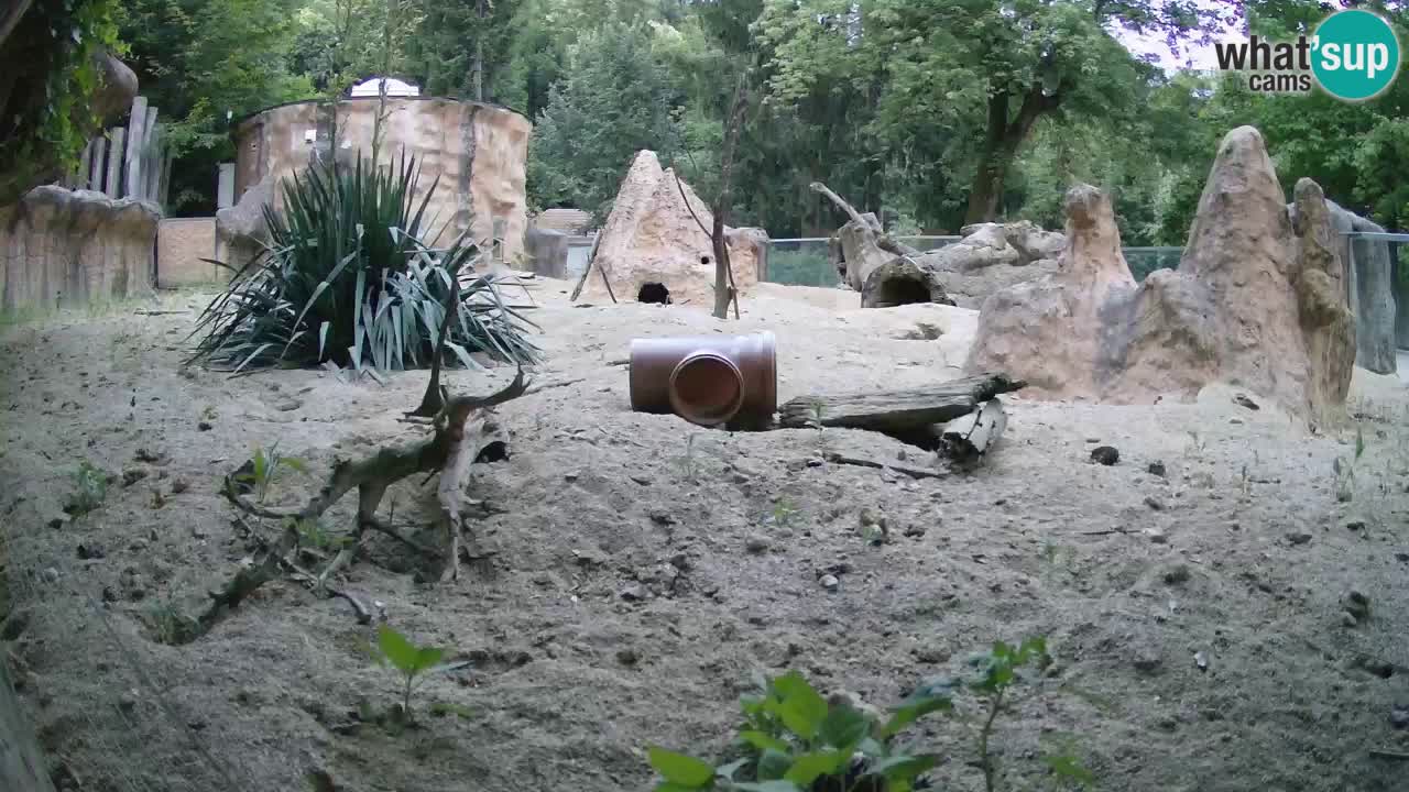 Web kamera Zoo Ljubljana – Merkat