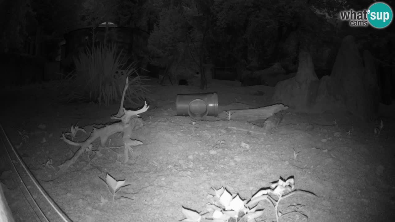 Zoo Ljubljana – Live webcam Meerkat (Suricata)