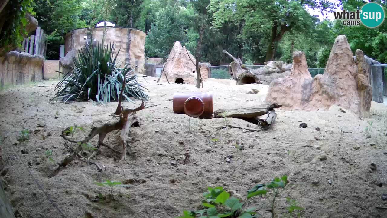 Web kamera Zoo Ljubljana – Merkat