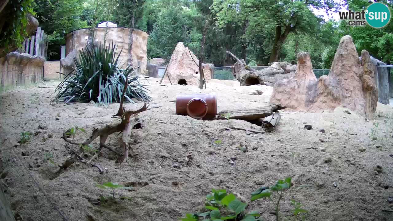 Zoo Ljubljana – Meerkat (Suricata)