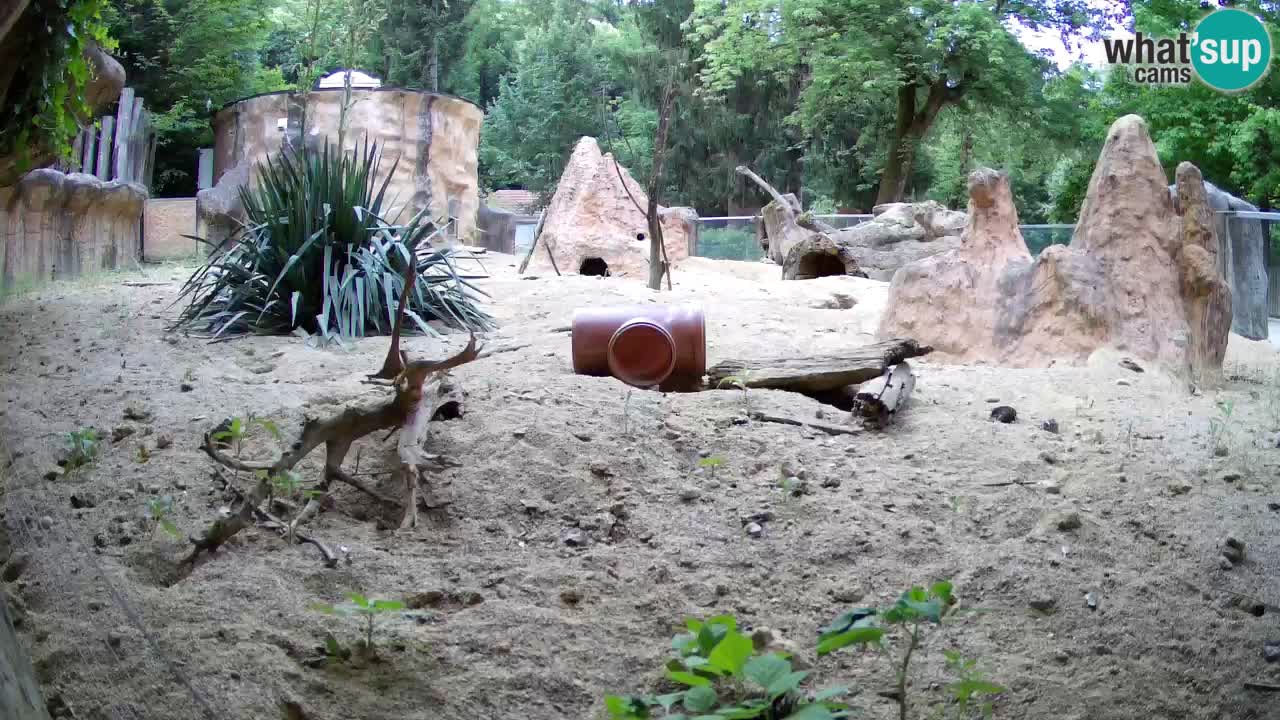 Zoo Ljubljana – Meerkat (Suricata)