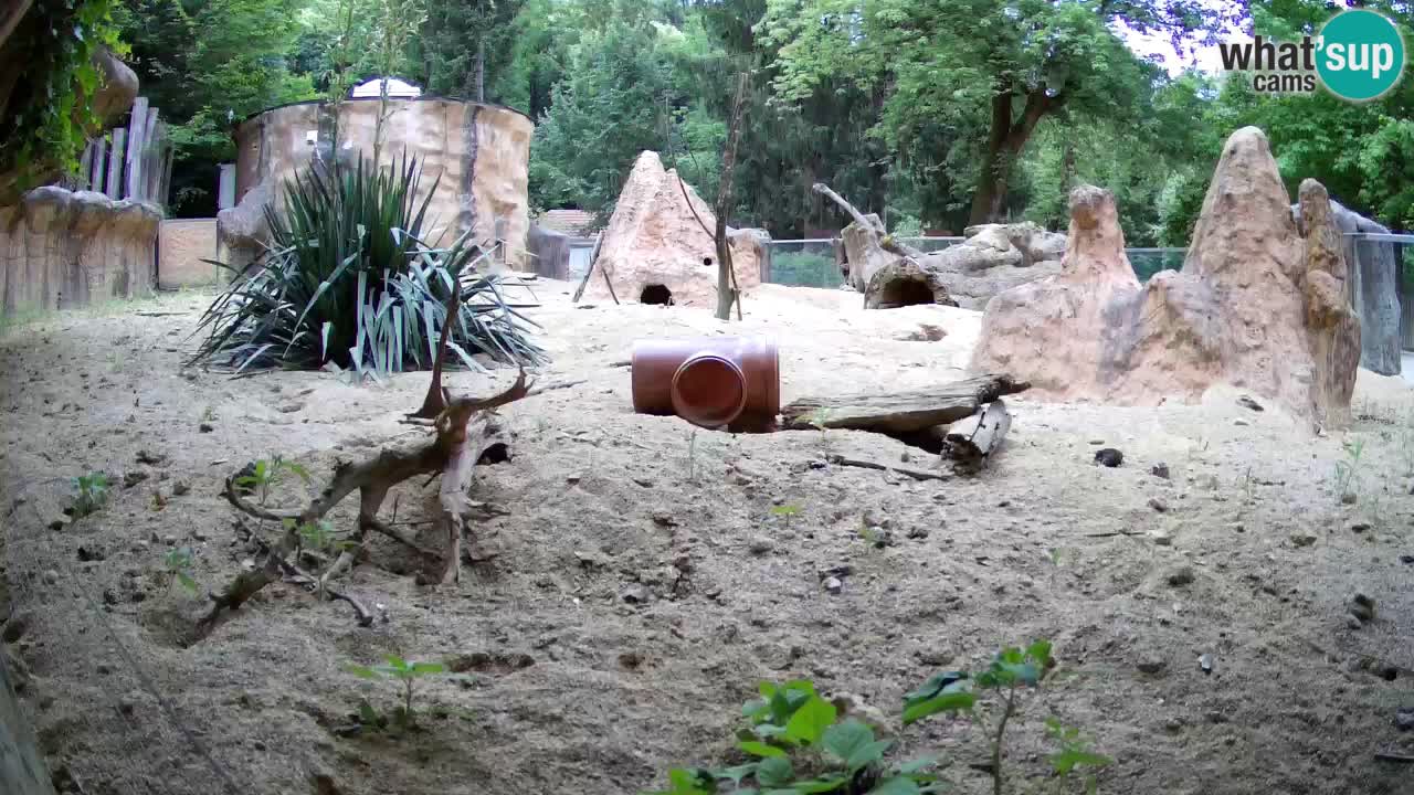 Zoo Ljubljana – Meerkat (Suricata)