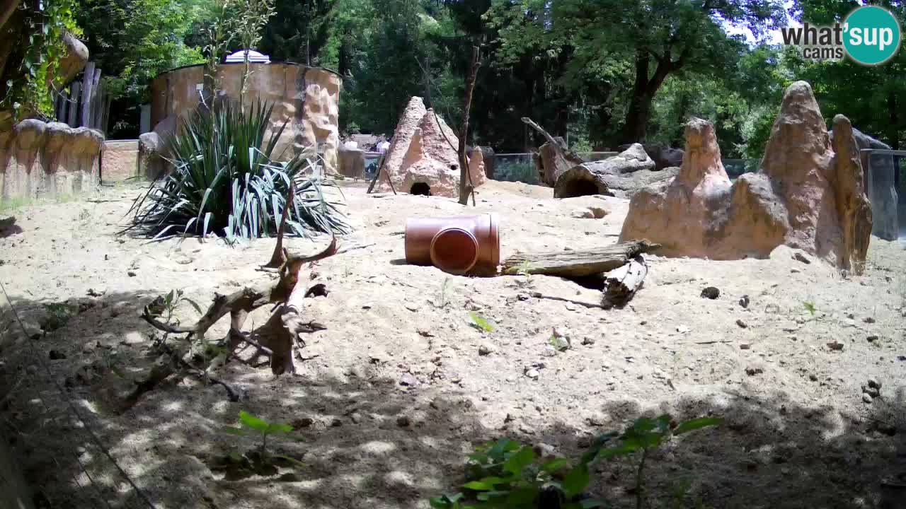 Zoo Ljubljana – Live webcam Meerkat (Suricata)