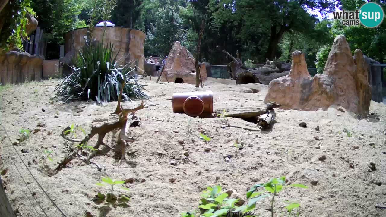 Zoo Ljubljana – Live webcam Meerkat (Suricata)