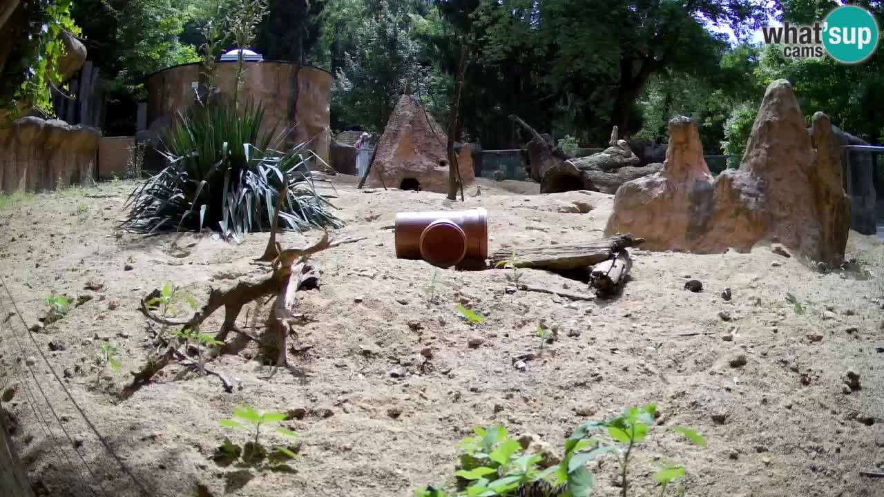 Zoo Ljubljana – Live webcam Meerkat (Suricata)